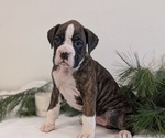 Small #3 Boxer