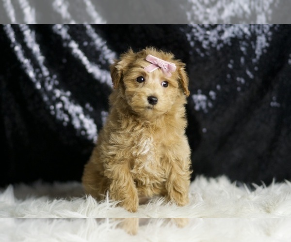 Medium Photo #2 Maltipoo Puppy For Sale in WARSAW, IN, USA