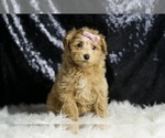 Small #1 Maltipoo