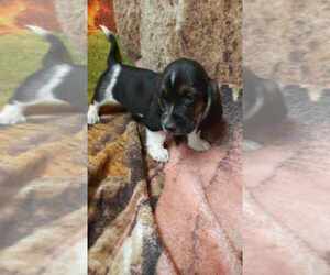 Basset Hound Puppy for sale in SALEM, WV, USA
