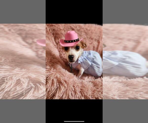 Medium Photo #4 Chihuahua-Unknown Mix Puppy For Sale in Hayward, CA, USA