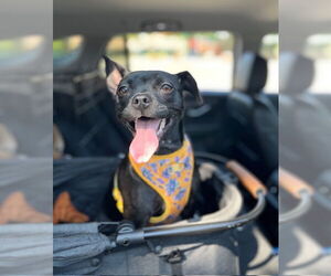 Chihuahua-Unknown Mix Dogs for adoption in Visalia, CA, USA
