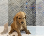 Small #3 Goldendoodle