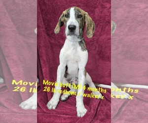 Redbone Coonhound-Treeing Walker Coonhound Mix Dogs for adoption in pomfret, CT, USA