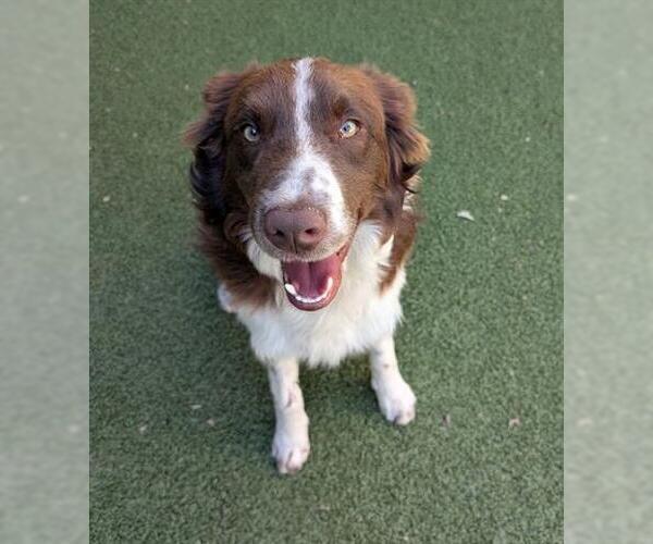 Medium Photo #1 Border Collie Puppy For Sale in San Martin, CA, USA
