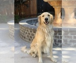 Small Photo #55 Golden Retriever Puppy For Sale in SACRAMENTO, CA, USA
