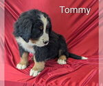 Puppy Tommy Bernese Mountain Dog
