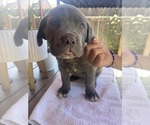 Puppy 11 Cane Corso