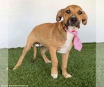 Small #1 Labrador Retriever Mix