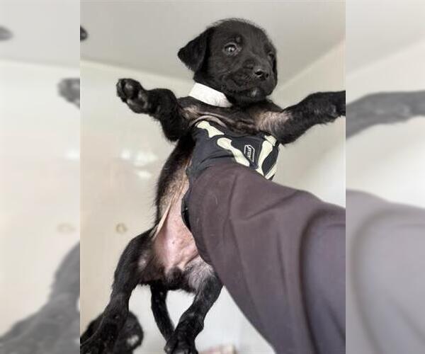 Medium Photo #1 Labrador Retriever Puppy For Sale in Houston, TX, USA