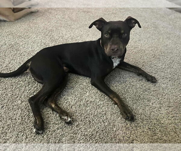 Medium Photo #1 American Pit Bull Terrier-Unknown Mix Puppy For Sale in Visalia, CA, USA