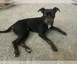 American Pit Bull Terrier-Unknown Mix Dogs for adoption in Visalia, CA, USA