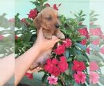 Puppy 8 Cardigan Welsh Corgi-Dachshund Mix