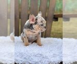 Small French Bulldog