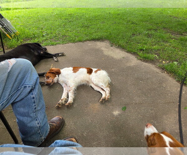 Medium Photo #4 - Mix Puppy For Sale in Curwensville, PA, USA
