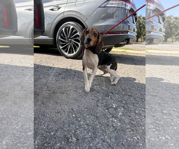 Medium Photo #5 Beagle Puppy For Sale in Tampa, FL, USA