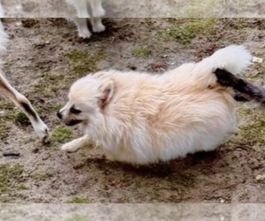 Mother of the Pomeranian puppies born on 06/02/2026