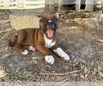 Small Photo #14 Boxer Puppy For Sale in ESPANOLA, NM, USA