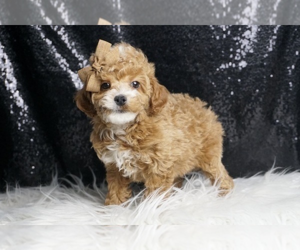 Medium Photo #6 Poodle (Toy) Puppy For Sale in WARSAW, IN, USA