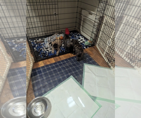 Medium Photo #1 Mastiff Puppy For Sale in BRODHEAD, WI, USA