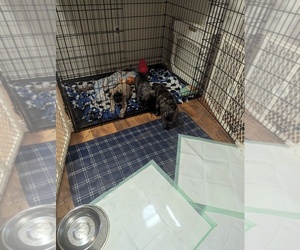 Mastiff Puppy for sale in BRODHEAD, WI, USA