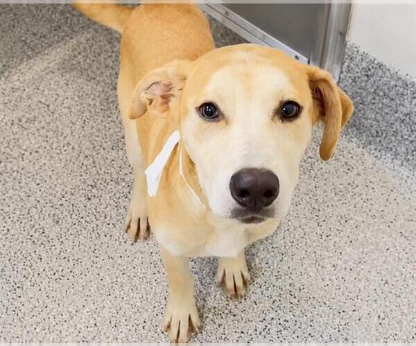 Medium Photo #2 Labrador Retriever-Unknown Mix Puppy For Sale in Houston, TX, USA