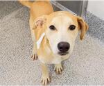 Small #1 Labrador Retriever Mix