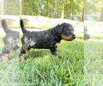 Puppy Puppy 2 Aussiedoodle-Australian Cattle Dog Mix