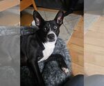 Small #2 Mutt