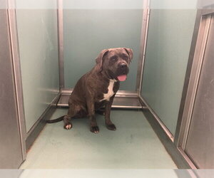 Mutt Dogs for adoption in Moreno Valley, CA, USA