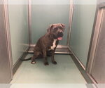 Small Mutt