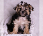 Small #4 Morkie