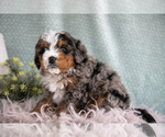 Small #1 Bernedoodle (Miniature)