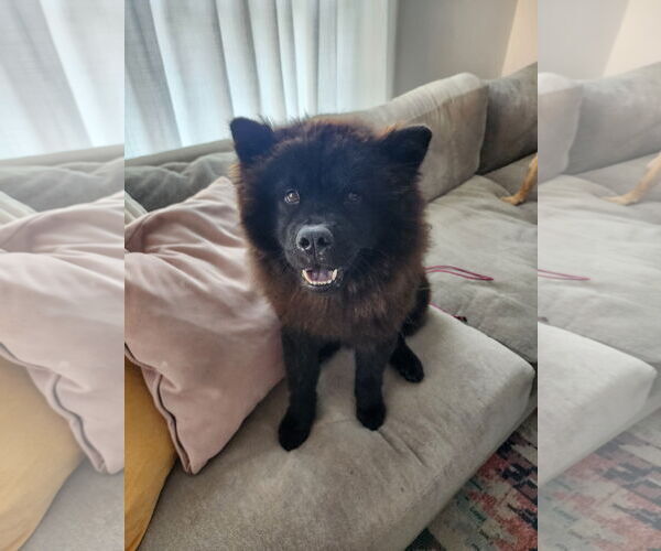 Medium Photo #1 Chow Chow Puppy For Sale in San Antonio, TX, USA