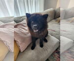 Small Chow Chow