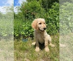 Small #20 Goldendoodle