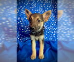 Small #3 Australian Kelpie Mix