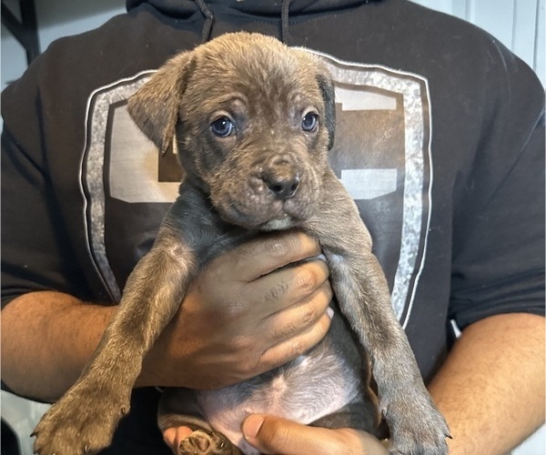 Medium Photo #3 Cane Corso Puppy For Sale in MOUNT MORRIS, MI, USA