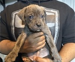 Small #2 Cane Corso