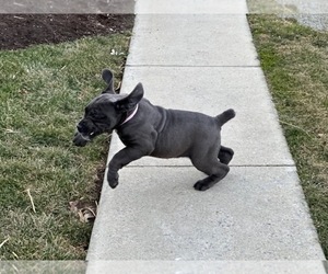 Cane Corso Puppy for sale in LANCASTER, PA, USA