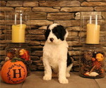 Small Photo #28 Old English Sheepdog Puppy For Sale in STANLEY, VA, USA