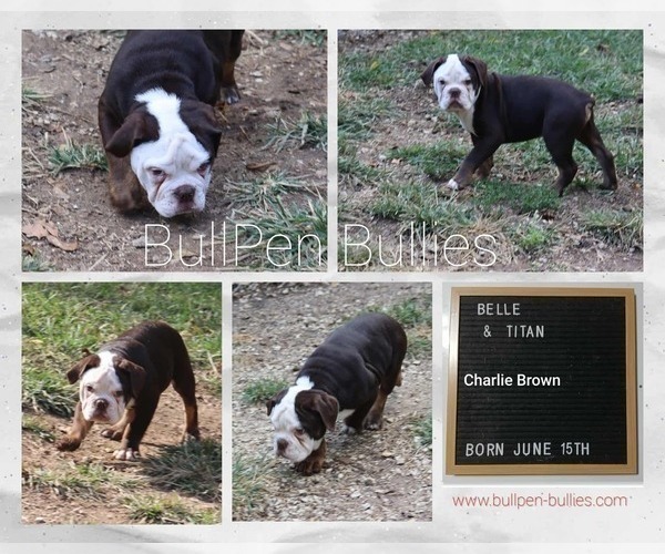 Medium Photo #3 Olde English Bulldogge Puppy For Sale in PINE VILLAGE, IN, USA
