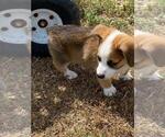 Small #4 Aussie-Corgi
