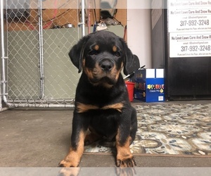 Medium Rottweiler