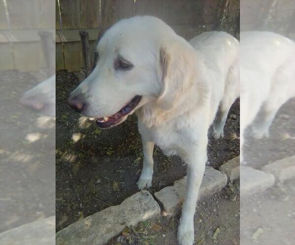 Medium Photo #4 Great Pyrenees Puppy For Sale in Spring, TX, USA