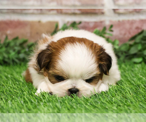 Shih Tzu Puppy for sale in SYRACUSE, IN, USA