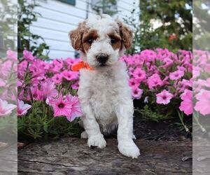 Poodle (Miniature) Puppy for sale in GREENVILLE, PA, USA