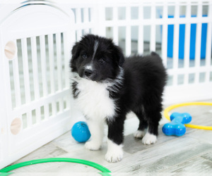 Border Collie Puppy for Sale in STRAFFORD, Missouri USA