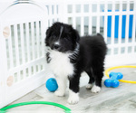 Small Border Collie