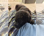 Small Plott Hound Mix